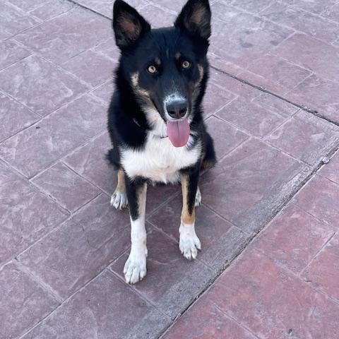 Ramona, an adoptable Mixed Breed in Nopolo, BCS, 23887 | Photo Image 2