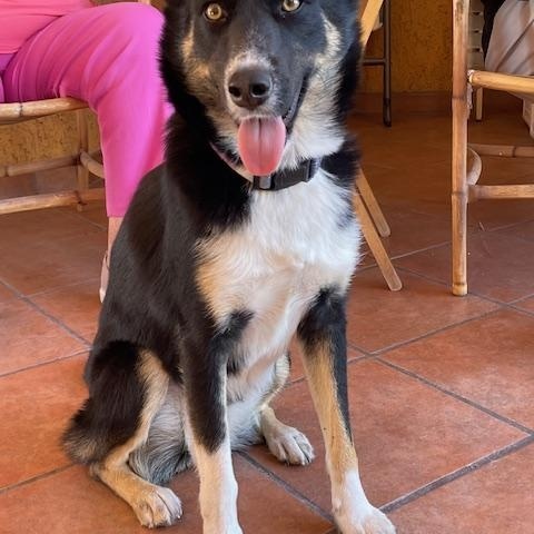 Ramona, an adoptable Mixed Breed in Nopolo, BCS, 23887 | Photo Image 1