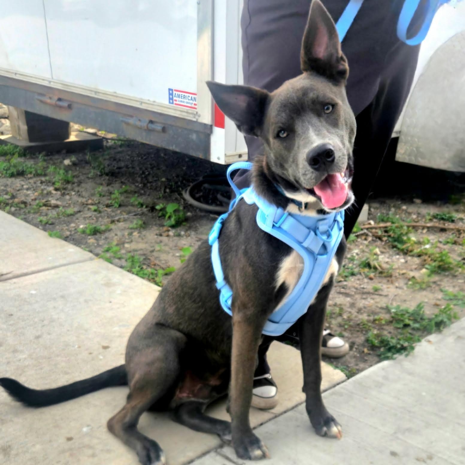 Dawson, Adoptable, Young Male American Staffordshire Terrier & Mixed Breed.