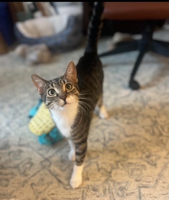 Jim, Adoptable, Kitten Male Domestic Short Hair & Tabby.