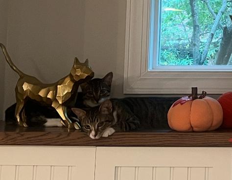 Enlarge Jim, a Adoptable mixed breed in Cary, NC image 2/6