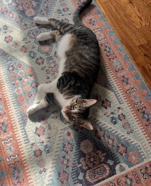 Enlarge Jim, a Adoptable mixed breed in Cary, NC image 4/6