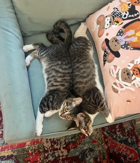 Enlarge Jim, a Adoptable mixed breed in Cary, NC image 6/6