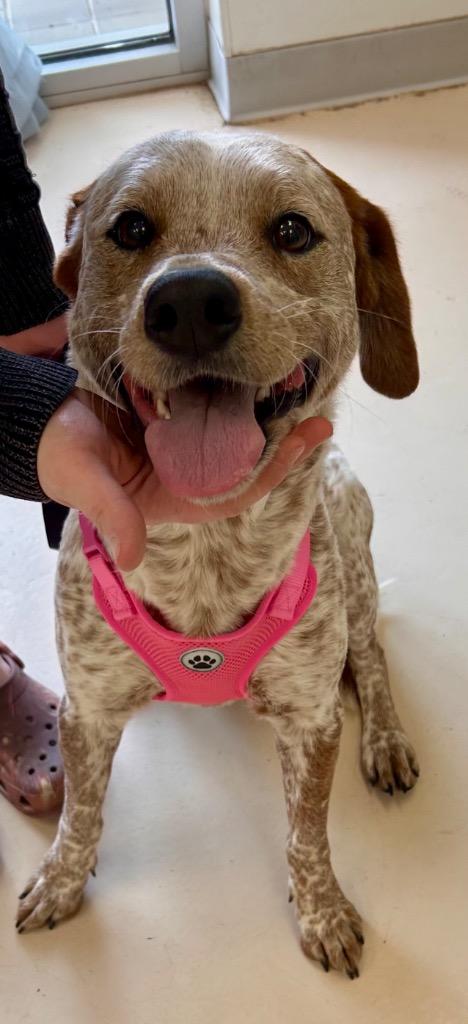 Enlarge Astrid*, a Adoptable mixed breed in Belton, TX image 1/1