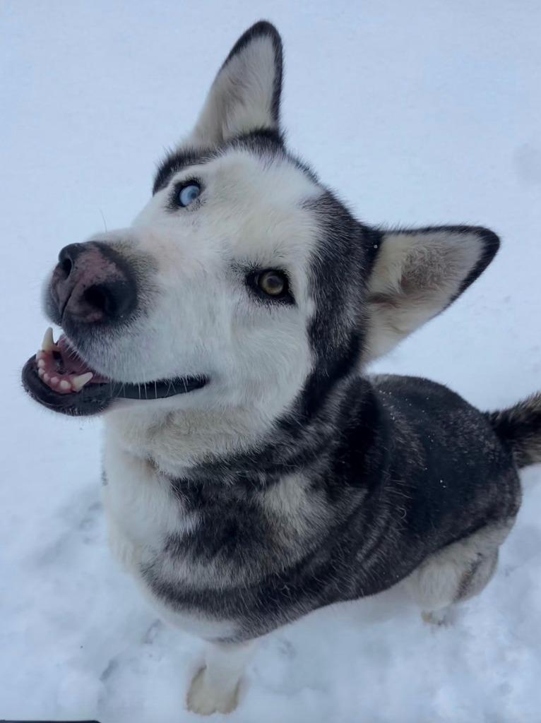 Enlarge Aspen, a Adoptable mixed breed in Pomona, NY image 1/6