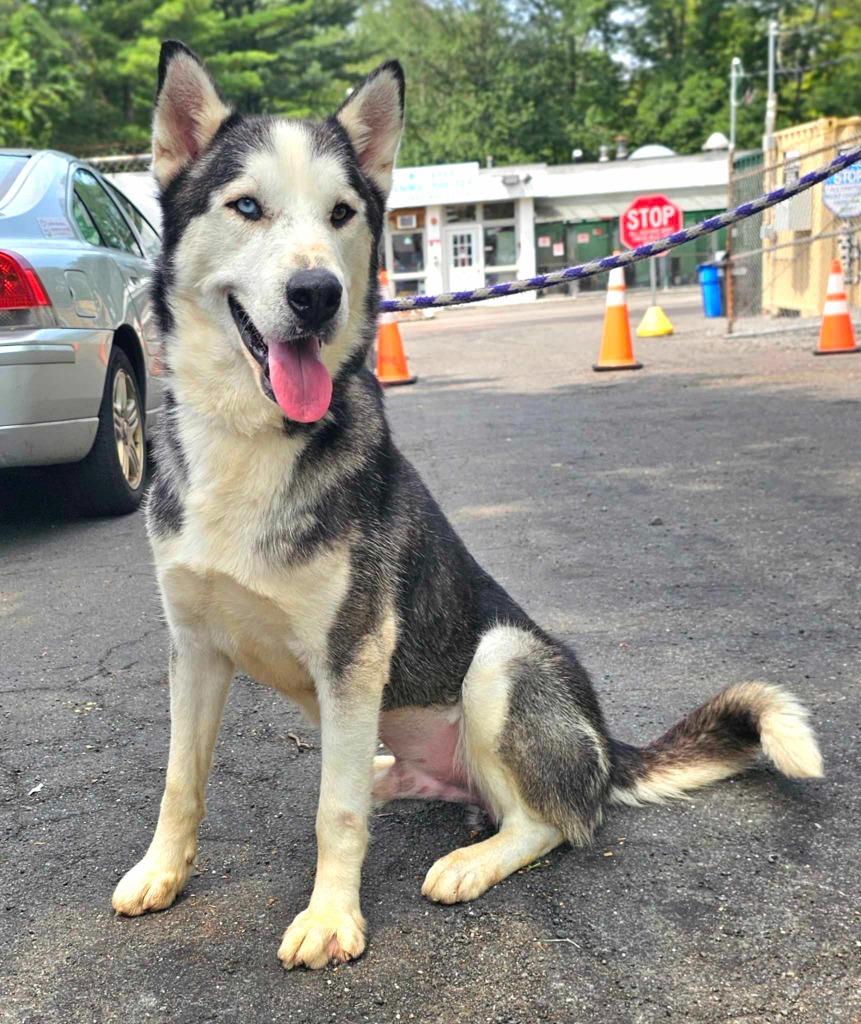 Enlarge Aspen, a Adoptable mixed breed in Pomona, NY image 2/6