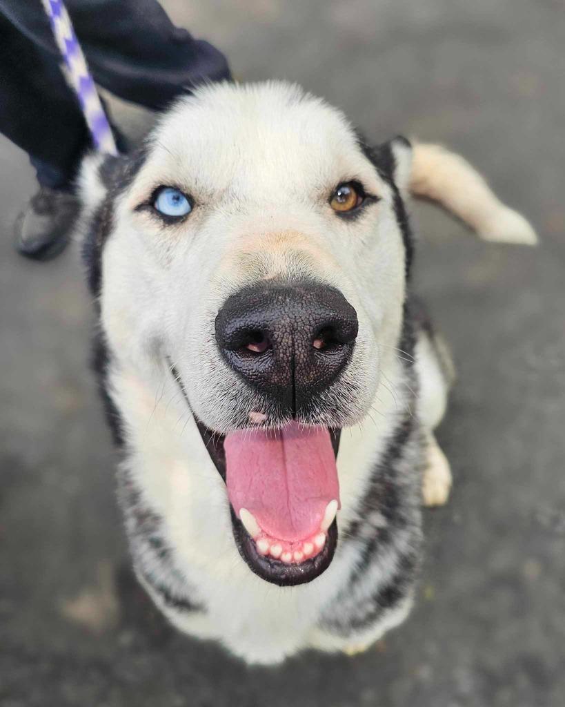 Enlarge Aspen, a Adoptable mixed breed in Pomona, NY image 3/6