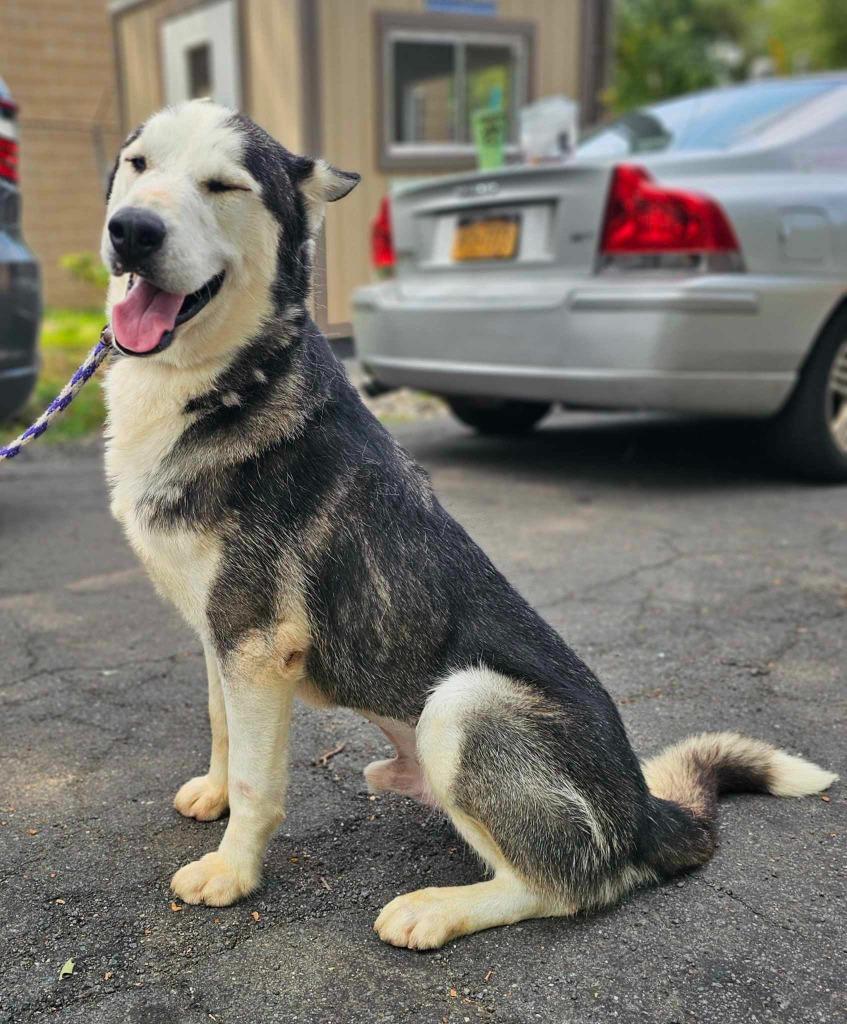 Enlarge Aspen, a Adoptable mixed breed in Pomona, NY image 4/6