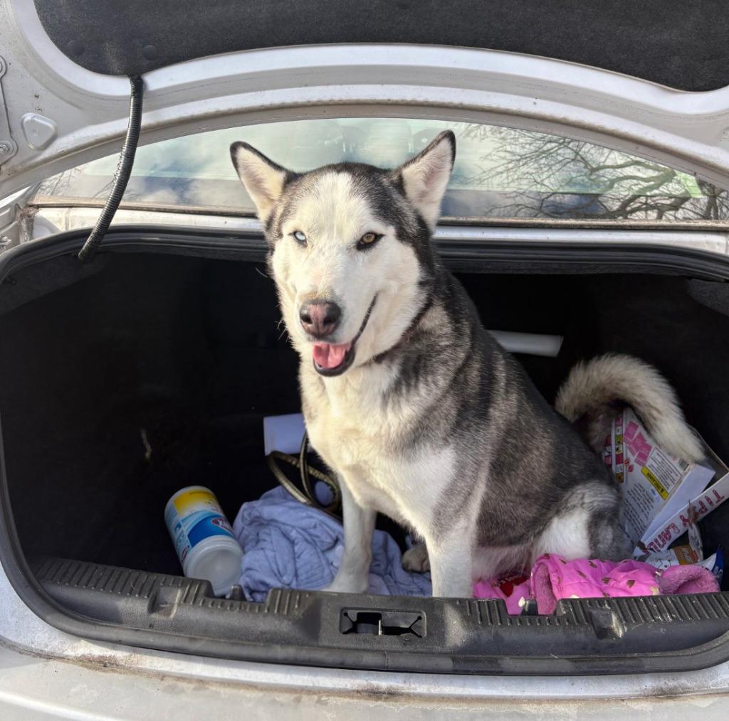 Enlarge Aspen, a Adoptable mixed breed in Pomona, NY image 5/6