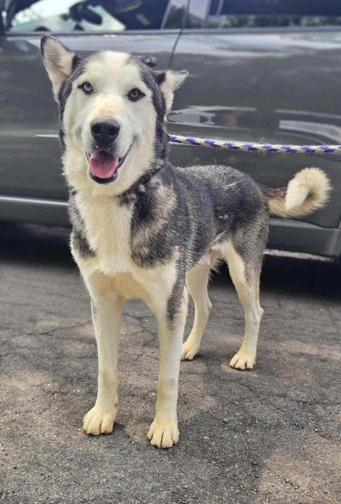 Enlarge Aspen, a Adoptable mixed breed in Pomona, NY image 6/6