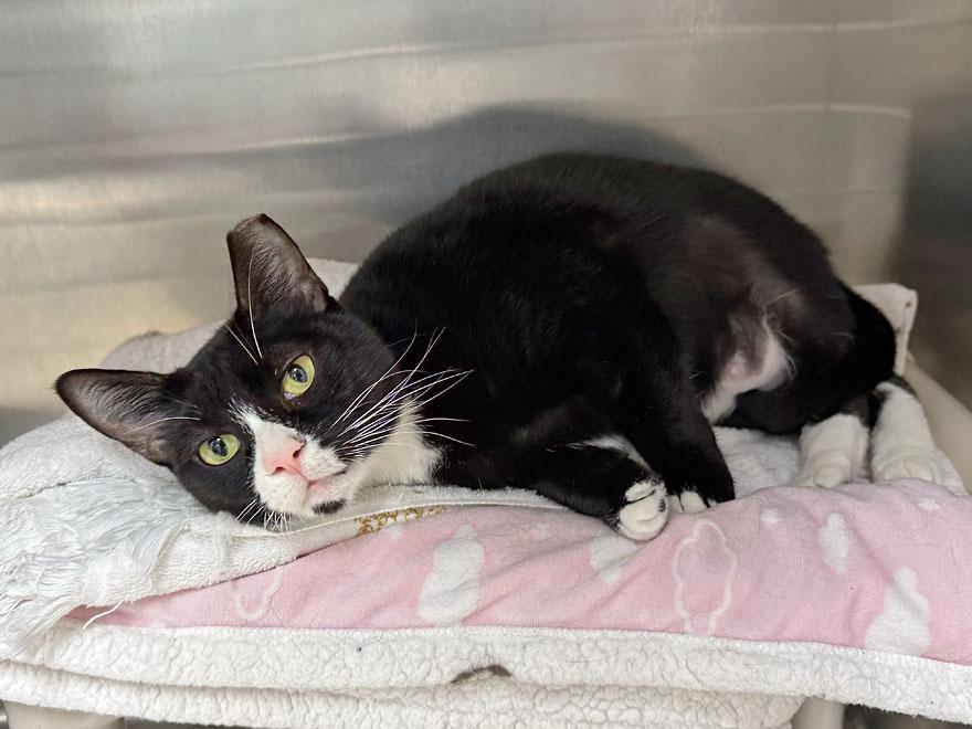 Julie, a ADOPTABLE Domestic Short Hair in E Falmouth, MA image 3/3