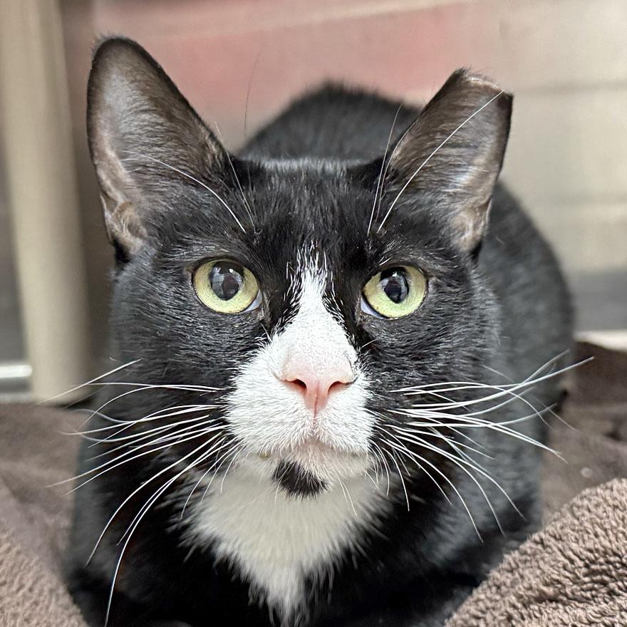 Julie, ADOPTABLE, Adult Female Domestic Short Hair.