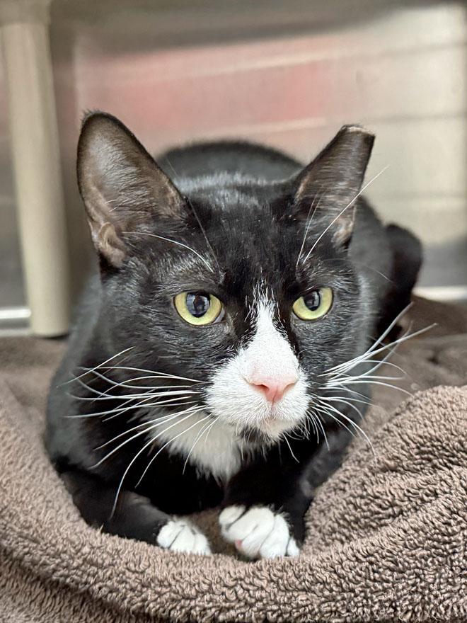 Julie, a ADOPTABLE Domestic Short Hair in E Falmouth, MA image 2/3