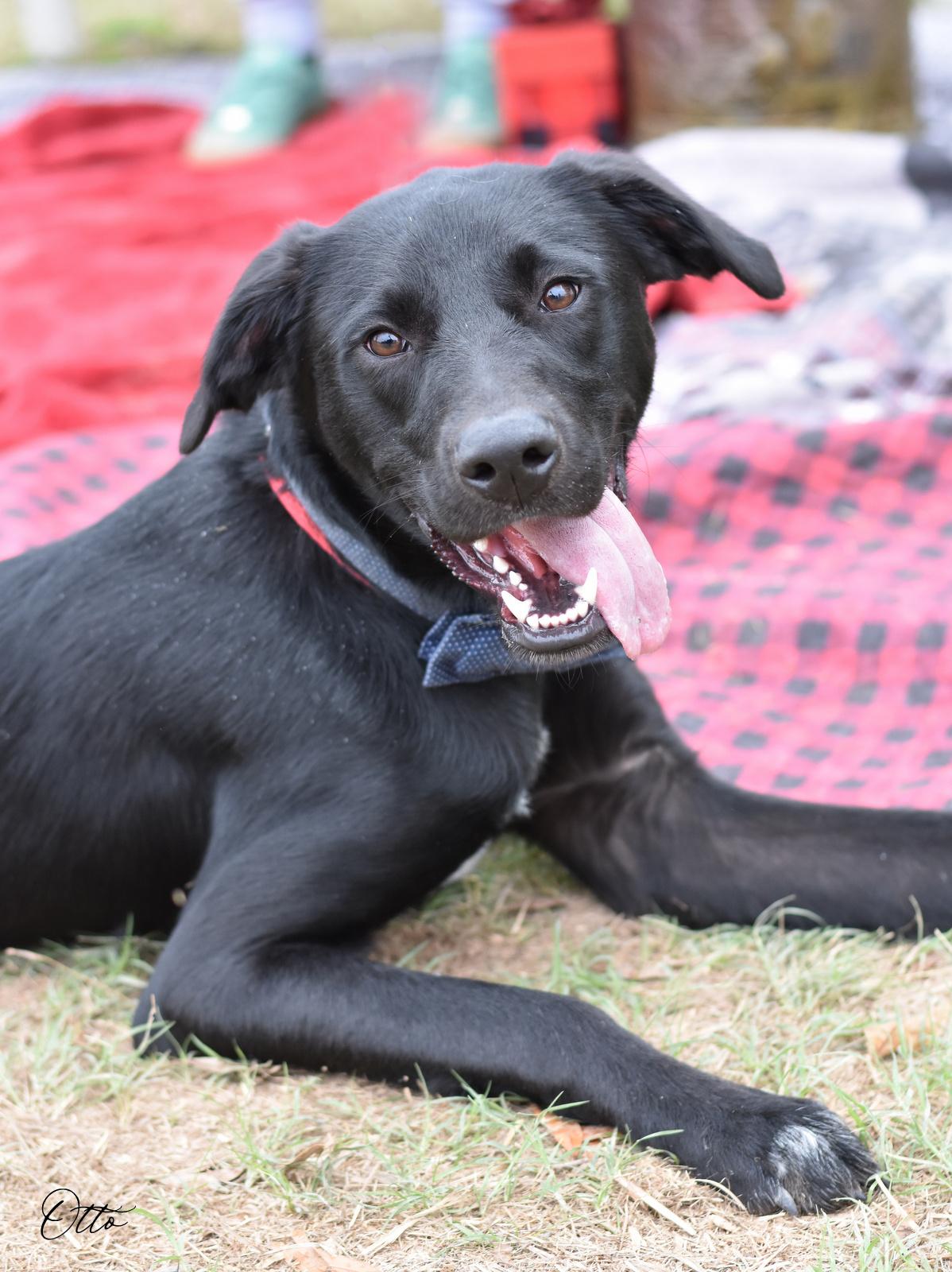 Enlarge Otto, a Adoptable mixed breed in Barkhamsted, CT image 5/6