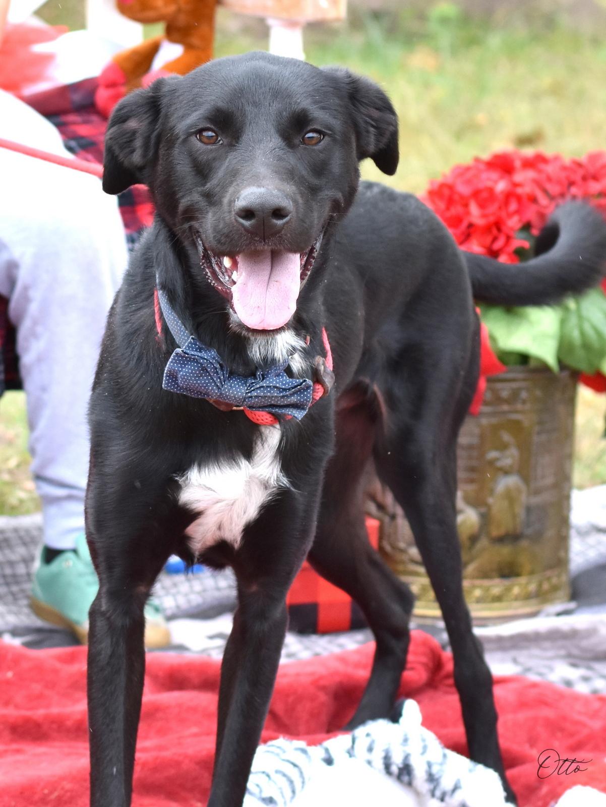 Enlarge Otto, a Adoptable mixed breed in Barkhamsted, CT image 2/6