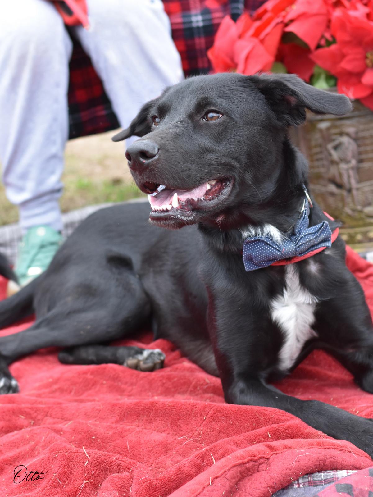 Enlarge Otto, a Adoptable mixed breed in Barkhamsted, CT image 4/6