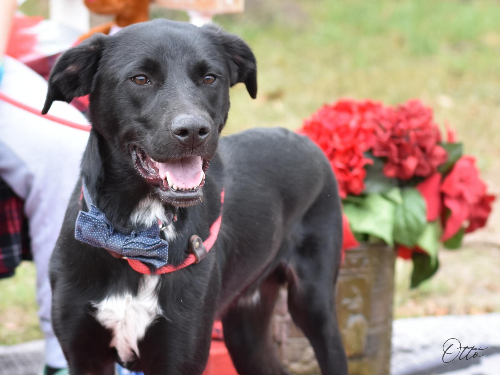 Otto, Adoptable, Adult Male Black Labrador Retriever.