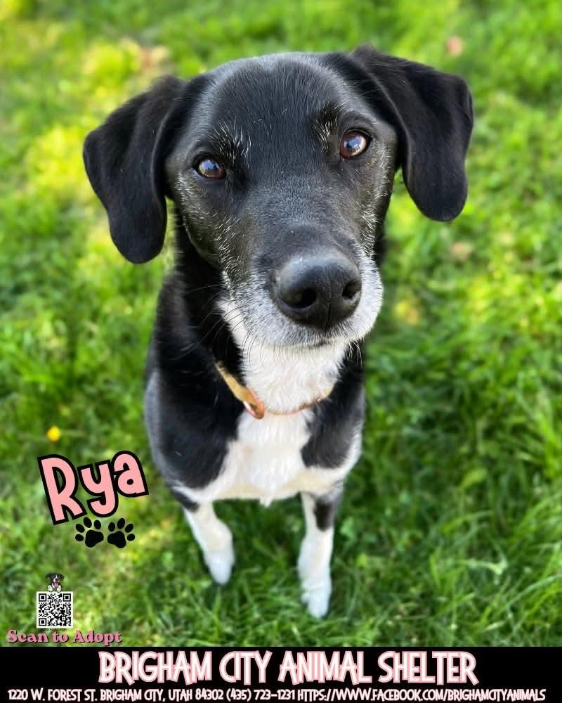 Rya, adopted, Senior Female Border Collie.