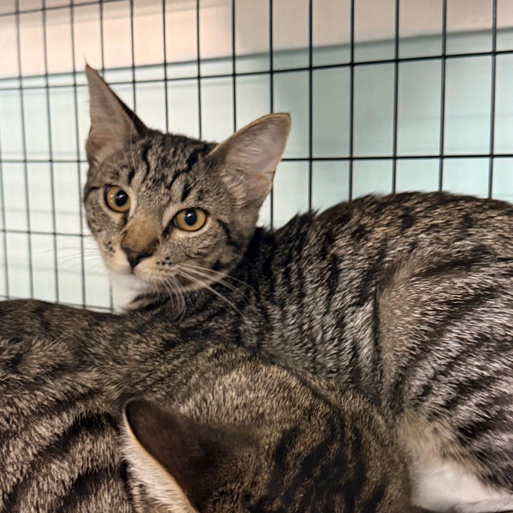 Enlarge Billy, a Adoptable Domestic Short Hair in Redwood Valley, CA image 2/5