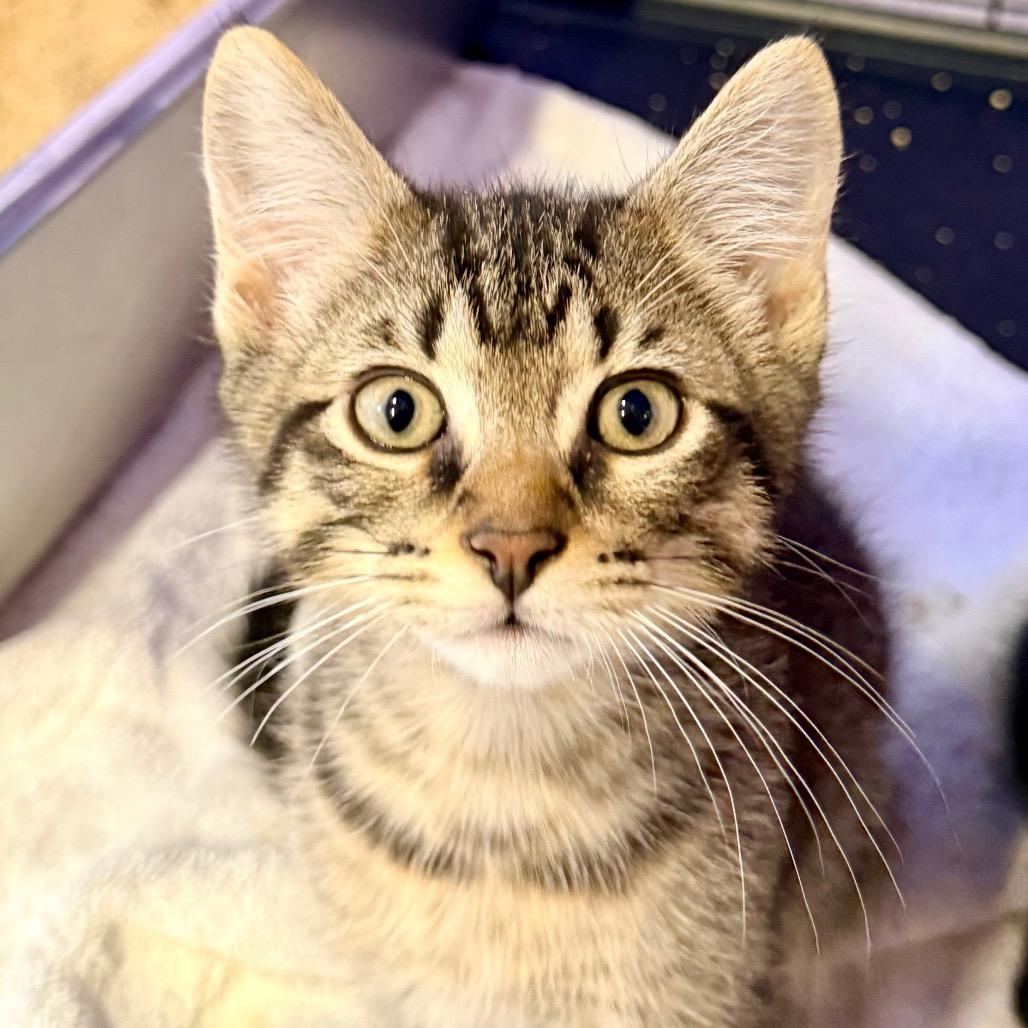 Enlarge Billy, a Adoptable Domestic Short Hair in Redwood Valley, CA image 3/5