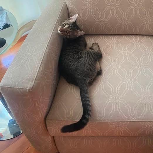 Enlarge Billy, a Adoptable Domestic Short Hair in Redwood Valley, CA image 4/5