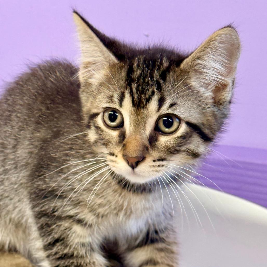 Enlarge Billy, a Adoptable Domestic Short Hair in Redwood Valley, CA image 5/5