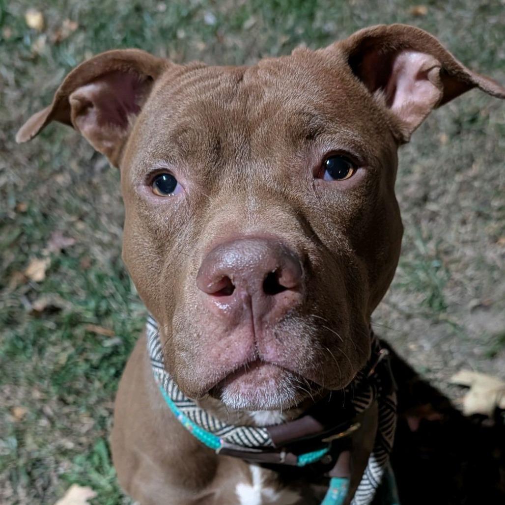 Enlarge Eggs Benedict, a Adoptable Pit Bull Terrier in St. Louis, MO image 1/4