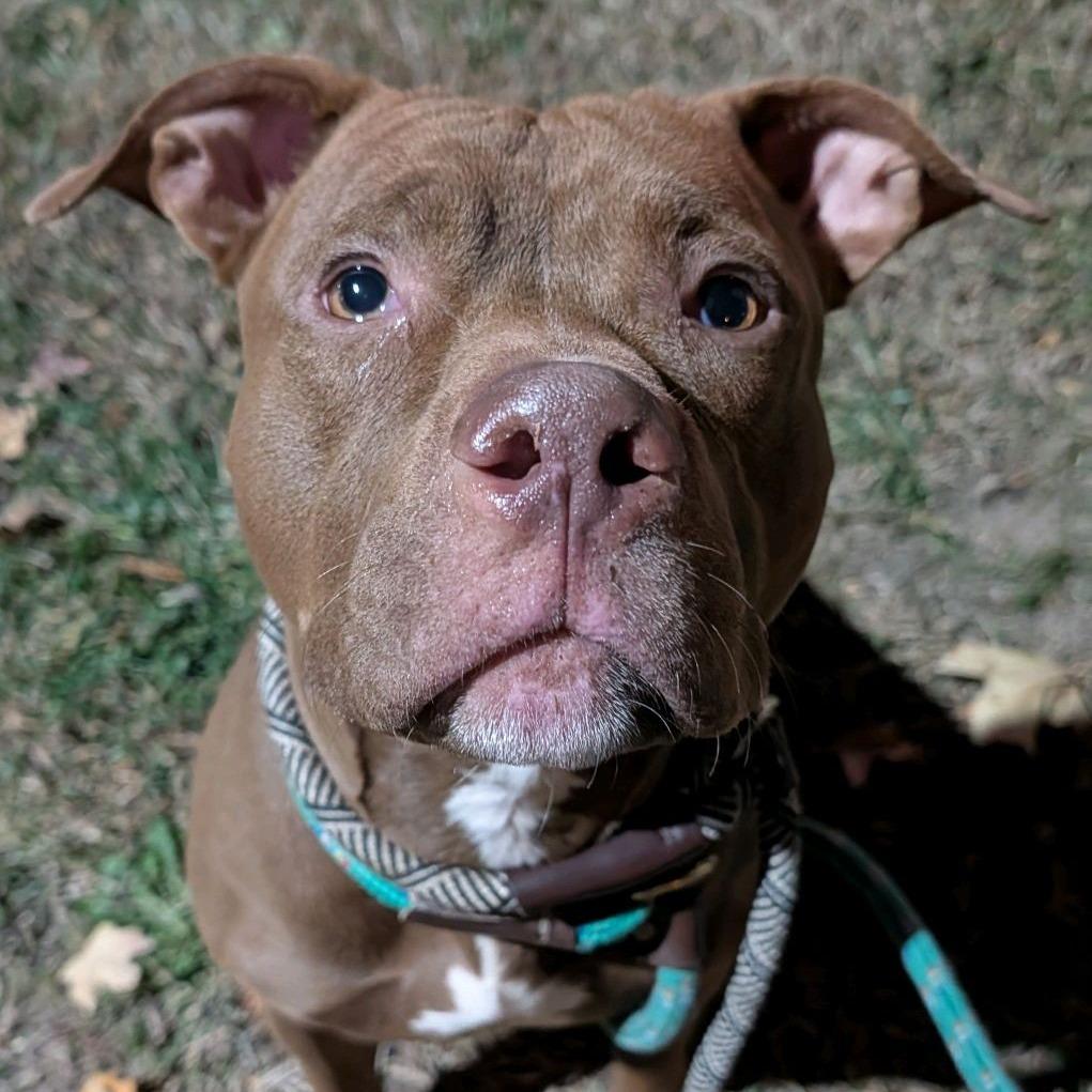 Enlarge Eggs Benedict, a Adoptable Pit Bull Terrier in St. Louis, MO image 2/4