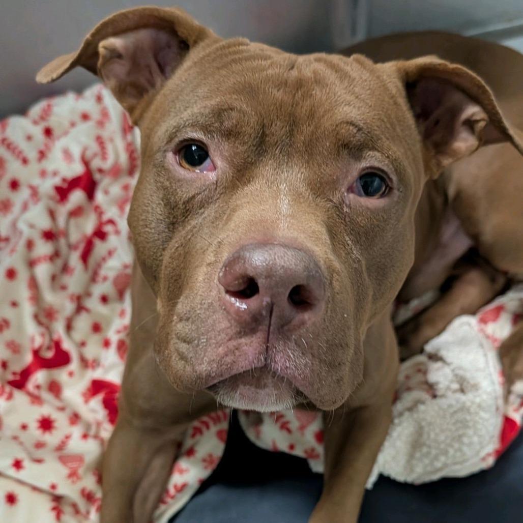 Enlarge Eggs Benedict, a Adoptable Pit Bull Terrier in St. Louis, MO image 3/4