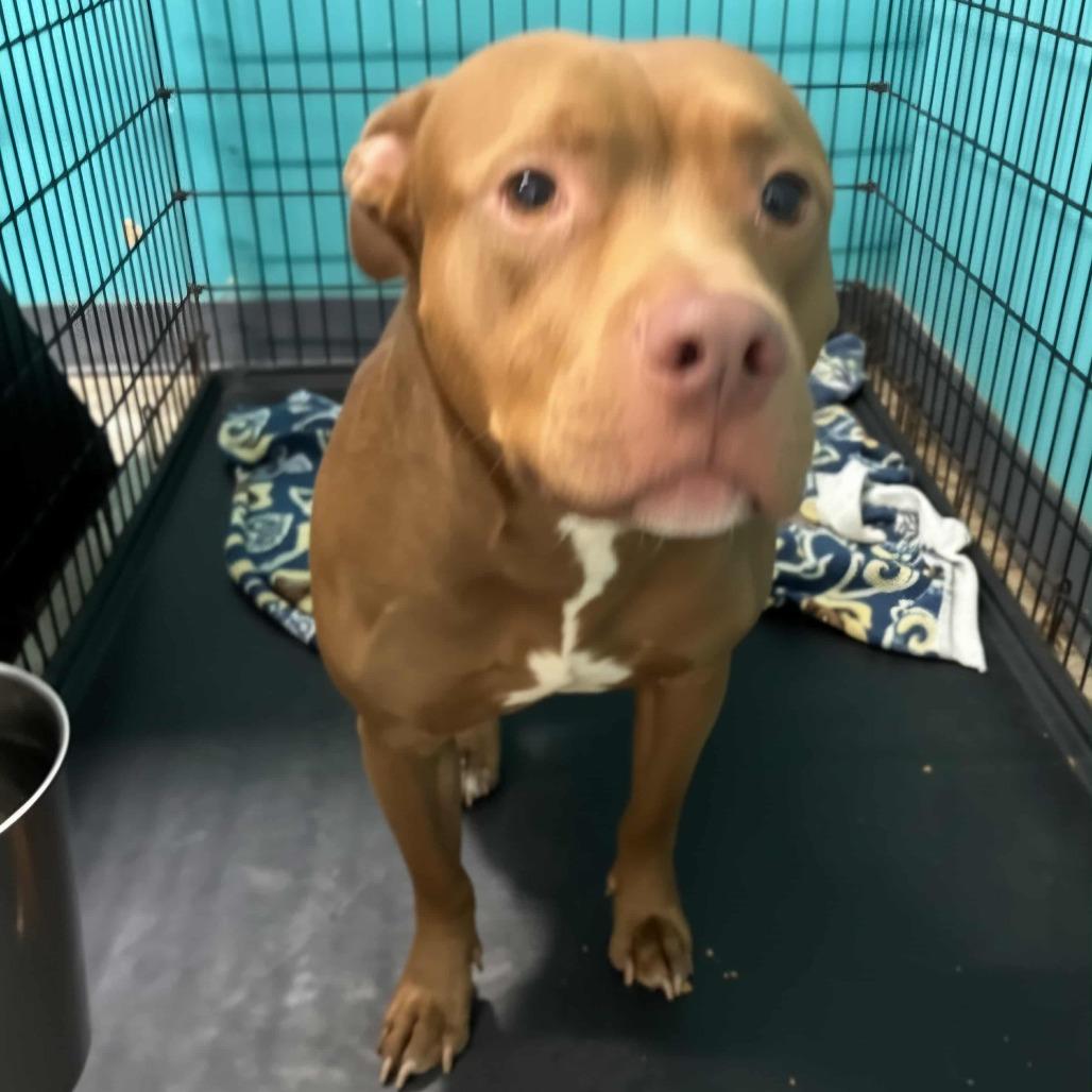 Enlarge Eggs Benedict, a Adoptable Pit Bull Terrier in St. Louis, MO image 4/4