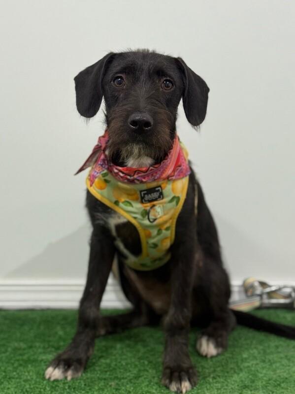 Nami-One of our Amazing Rescue Dogs, Adoptable, Young Female Border Terrier & Mixed Breed.
