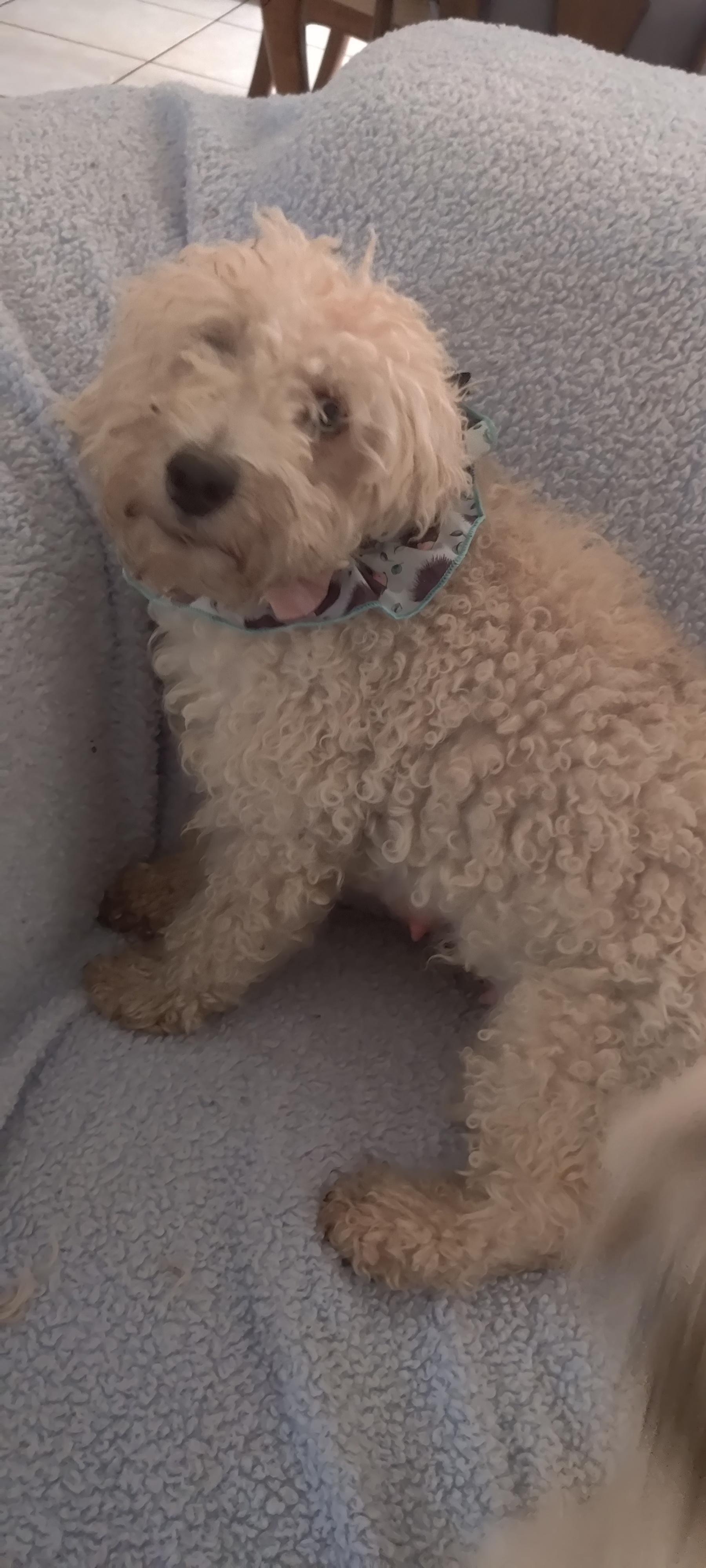 Clarise, a Adoptable Miniature Poodle image 1/3