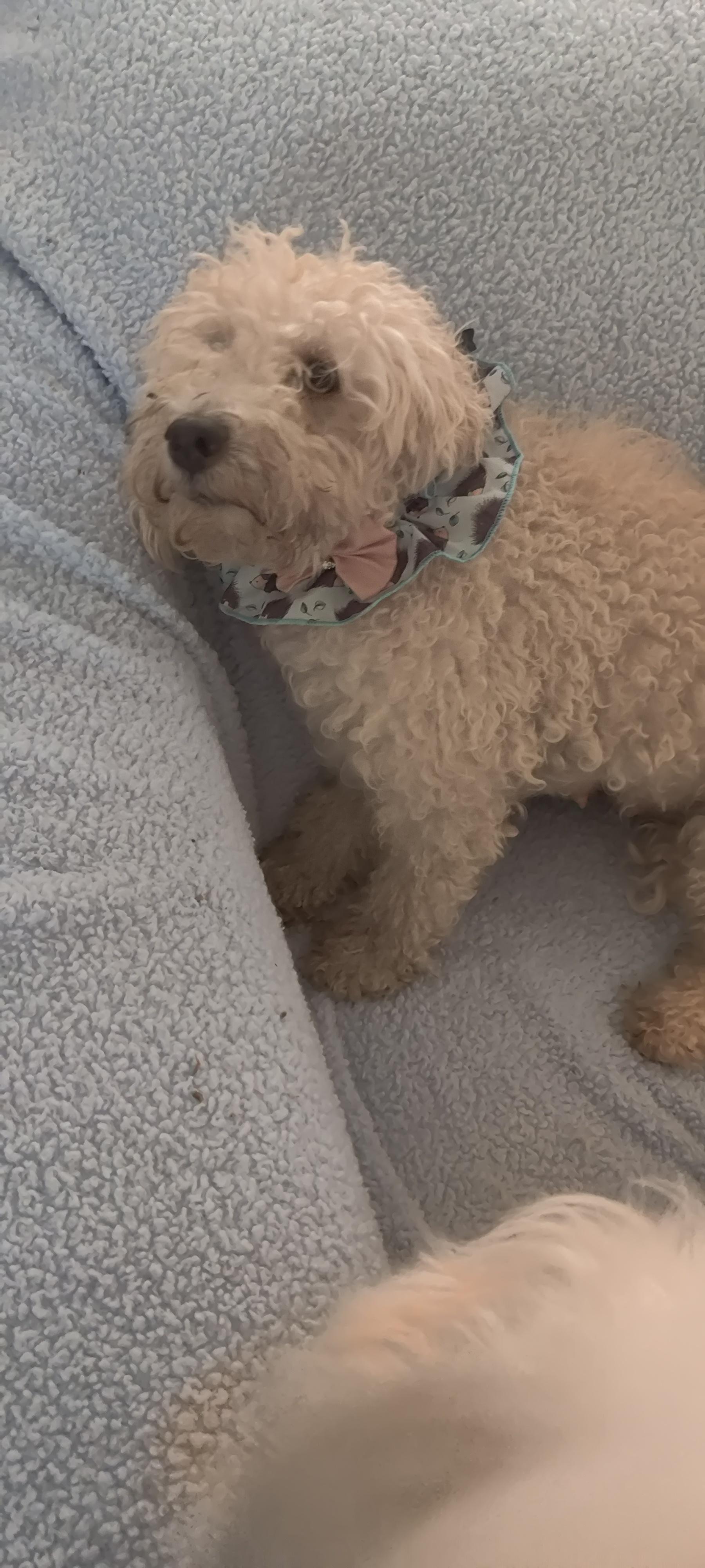 Clarise, a Adoptable Miniature Poodle image 3/3