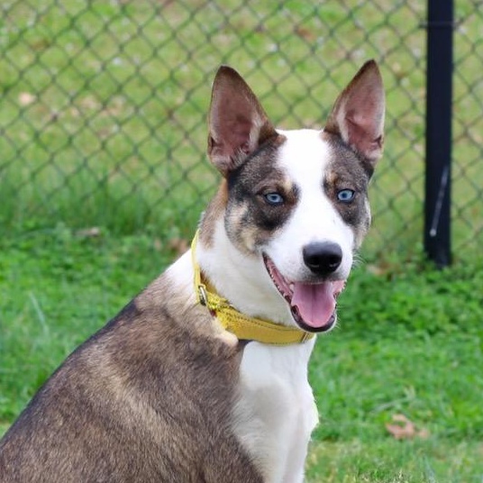 Enlarge Lincoln , an adopted mixed breed in Lebanon, TN image 1/6