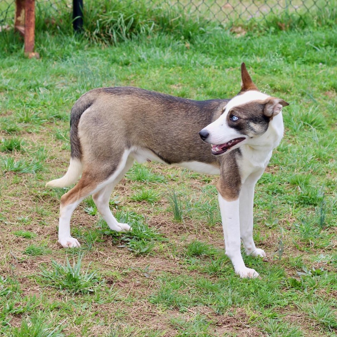 Enlarge Lincoln , an adopted mixed breed in Lebanon, TN image 6/6