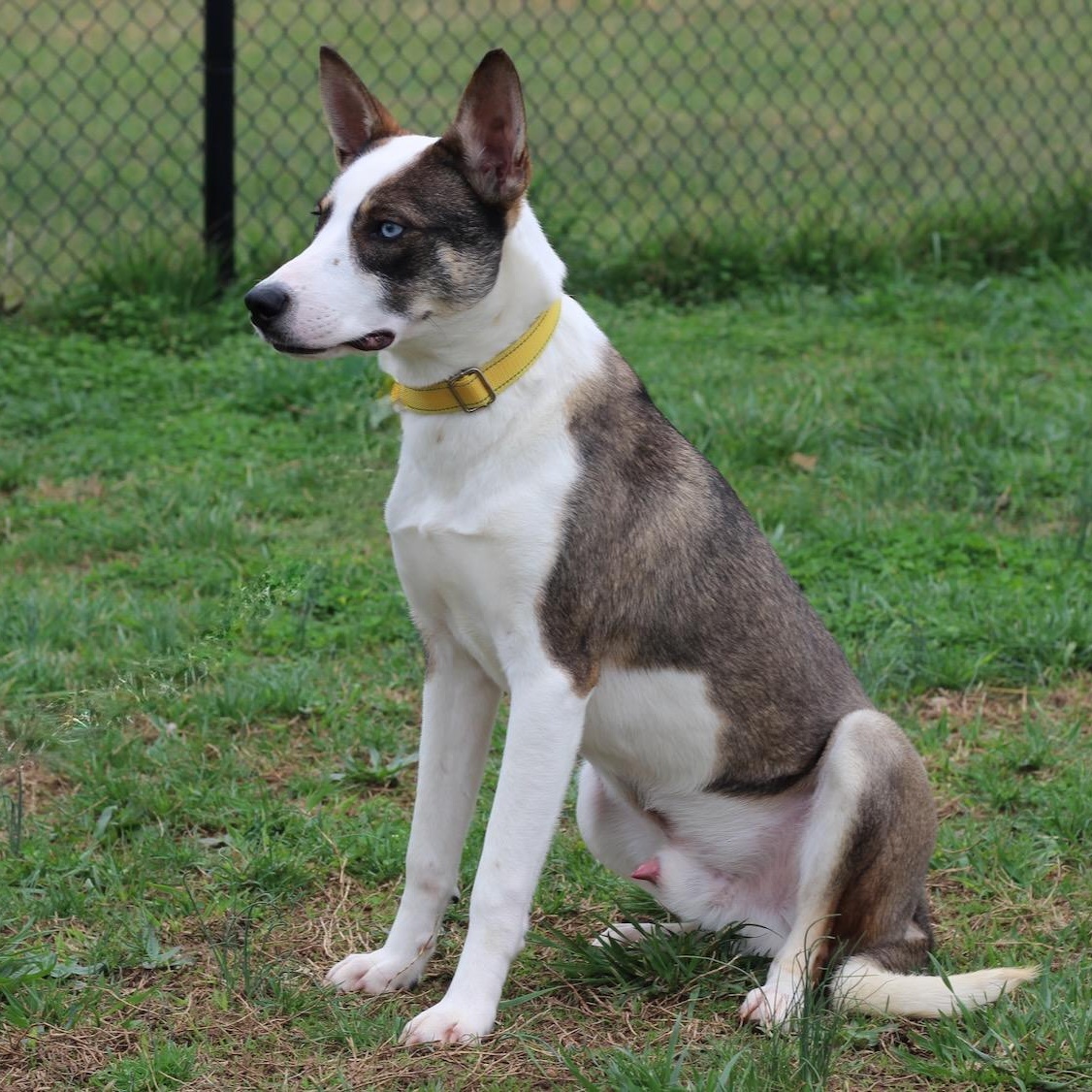 Enlarge Lincoln , an adopted mixed breed in Lebanon, TN image 3/6