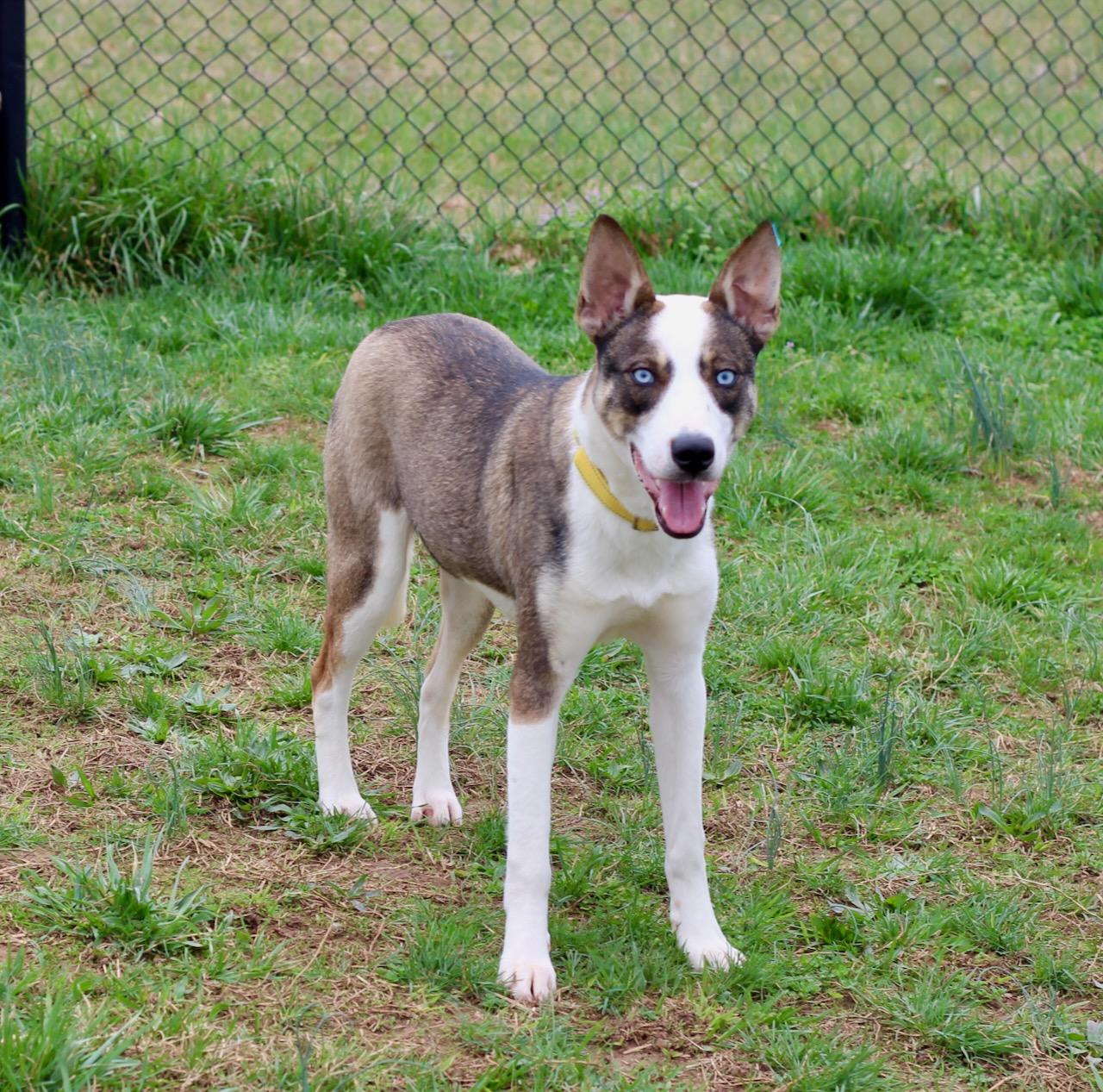 Enlarge Lincoln , an adopted mixed breed in Lebanon, TN image 2/6