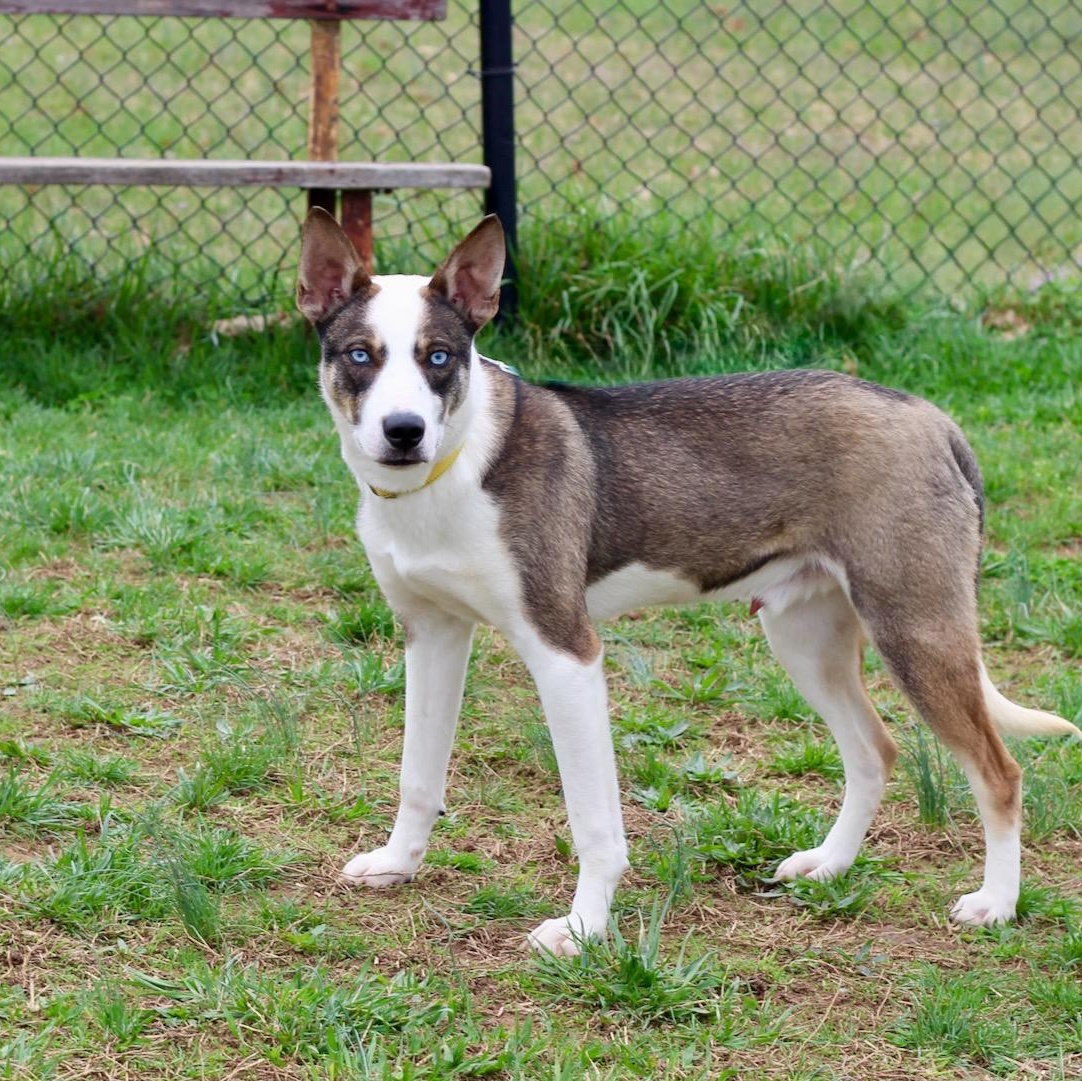 Enlarge Lincoln , an adopted mixed breed in Lebanon, TN image 4/6
