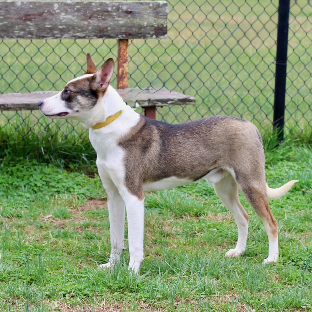 Enlarge Lincoln , an adopted mixed breed in Lebanon, TN image 5/6