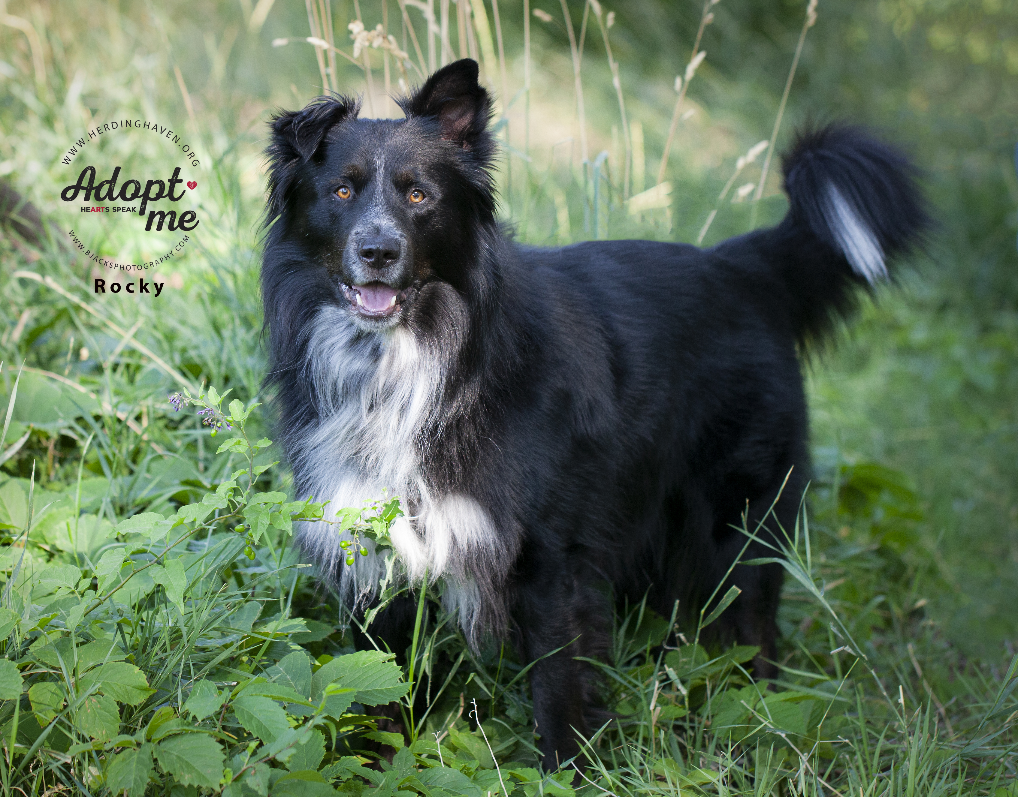 Enlarge Rocky, a Adoptable mixed breed in Clinton, UT image 1/1