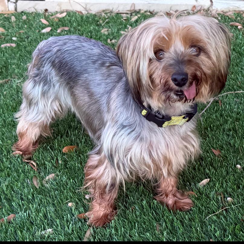 Enlarge Stella (Dallas), a Adoptable Yorkshire Terrier in Murphy, TX image 1/6