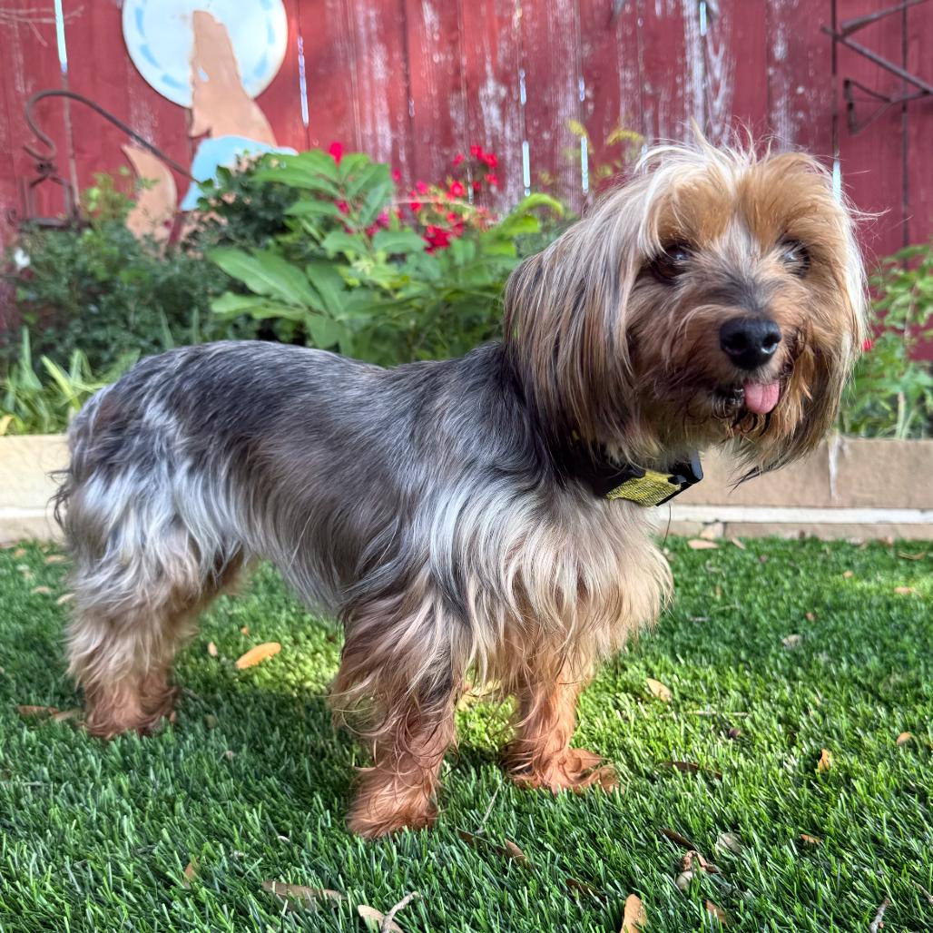 Enlarge Stella (Dallas), a Adoptable Yorkshire Terrier in Murphy, TX image 2/6
