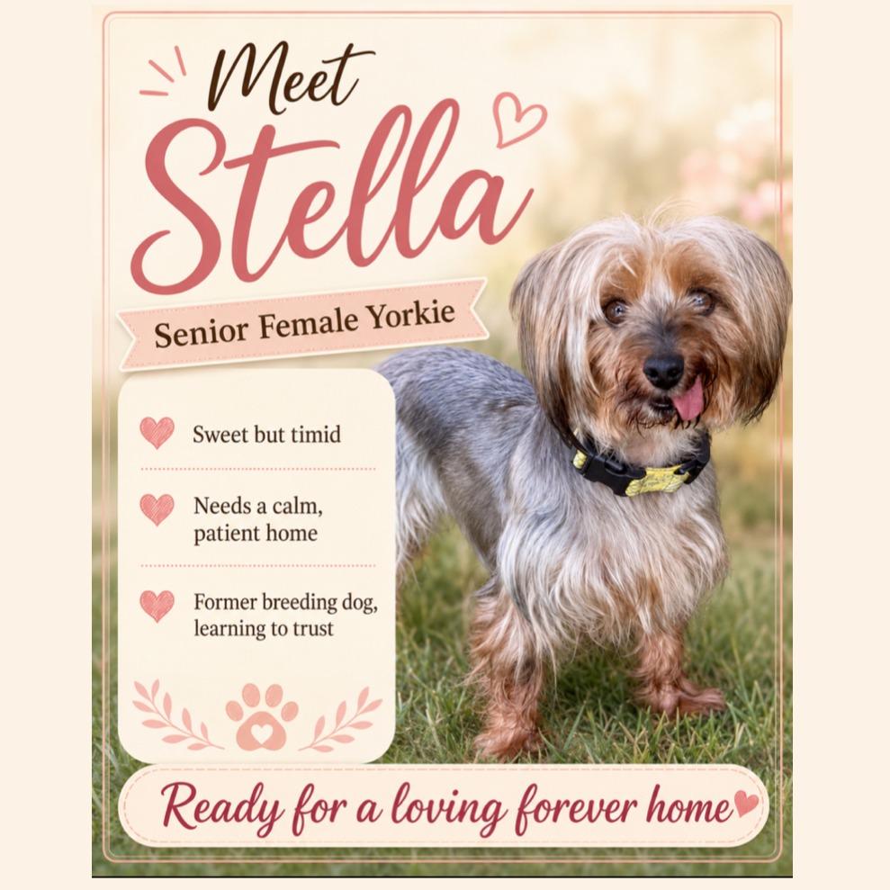 Enlarge Stella (Dallas), a Adoptable Yorkshire Terrier in Murphy, TX image 3/6