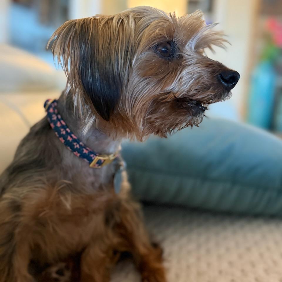 Enlarge Stella (Dallas), a Adoptable Yorkshire Terrier in Murphy, TX image 6/6