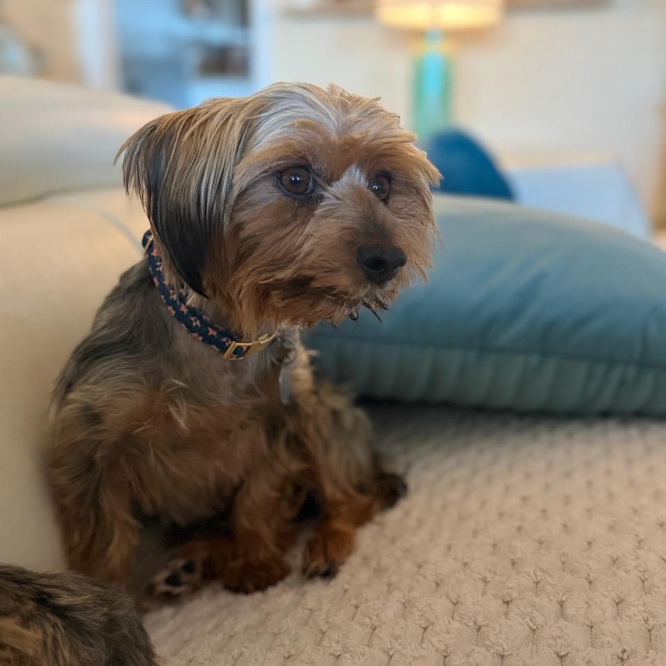 Enlarge Stella (Dallas), a Adoptable Yorkshire Terrier in Murphy, TX image 4/6