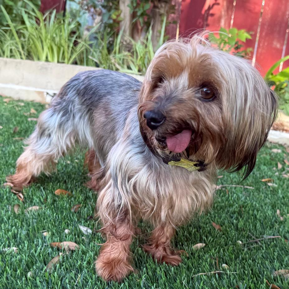 Enlarge Stella (Dallas), a Adoptable Yorkshire Terrier in Murphy, TX image 5/6