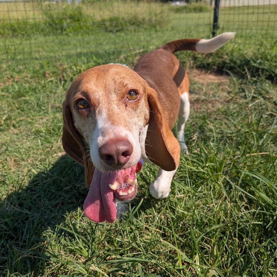 Clark, a Adoptable Beagle in Nowata, OK image 1/4