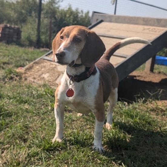 Clark, a Adoptable Beagle in Nowata, OK image 3/4