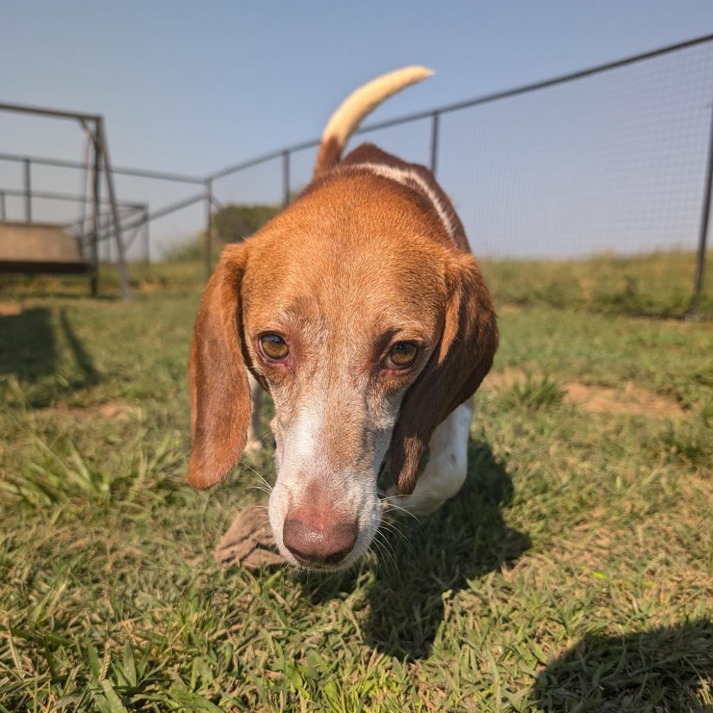Clark, a Adoptable Beagle in Nowata, OK image 3/4