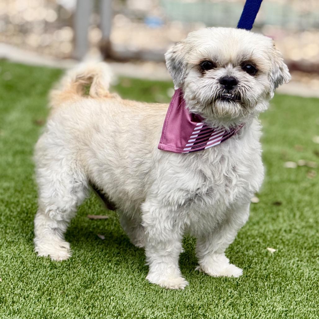 Percy, Adoptable, Adult Male Shih Tzu.